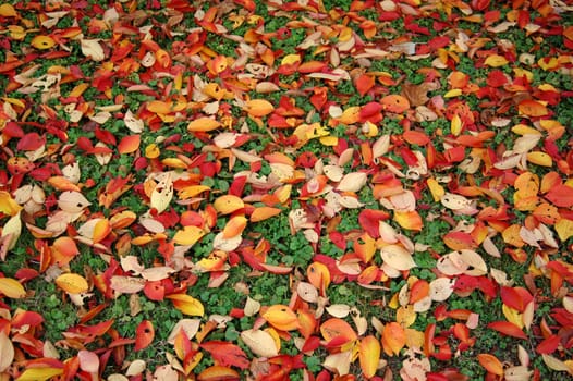 Autumn 9