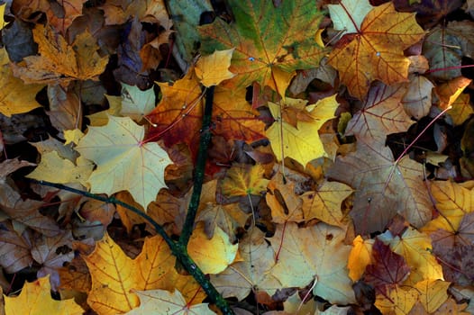 Autumn 8