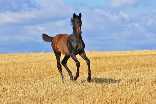 Elite Foals