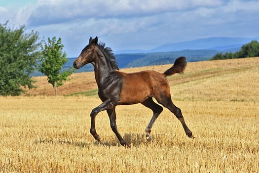 Elite Foals