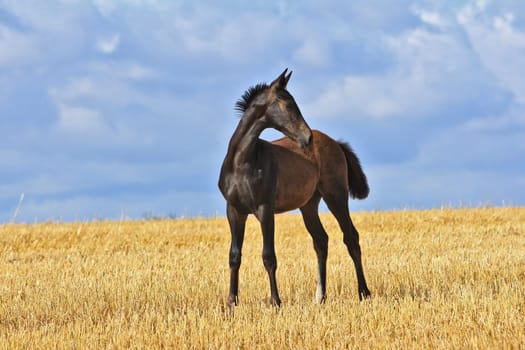 Elite Foals