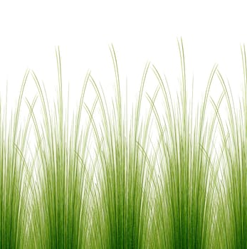 Grass
