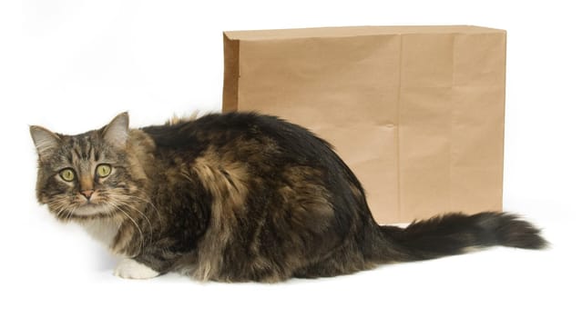 The Cats Out of the Bag