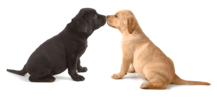 Puppy love