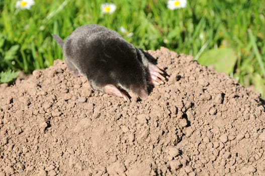 The European mole.