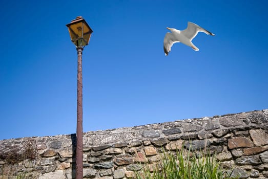 Seagull and lantern