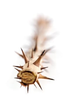 Rose branch with thorns