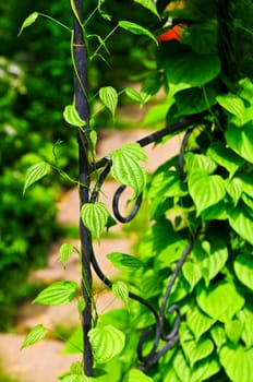 Vine on wrought iron arbor