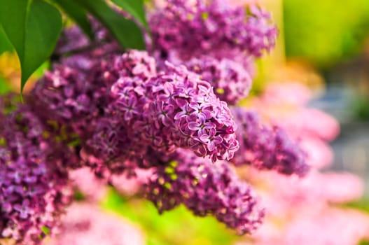 Lilac
