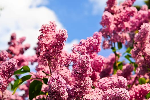 Lilac