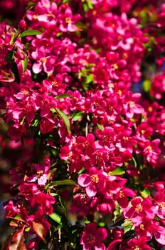 Blooming apple tree in spring park