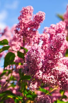 Lilac