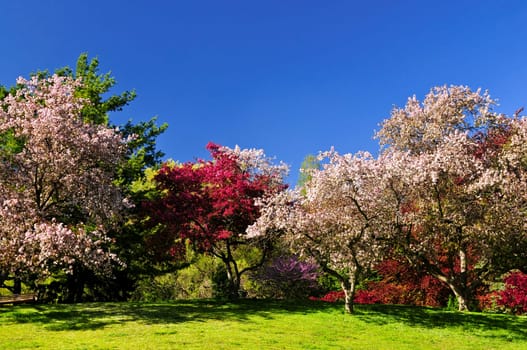 Blooming fruit trees in spring park