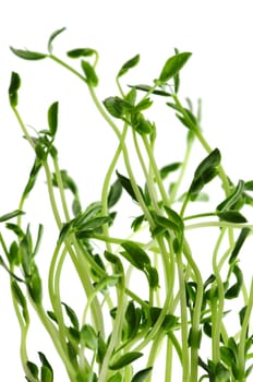 Green sprouts on white background