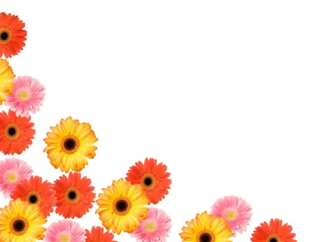 Blossoms