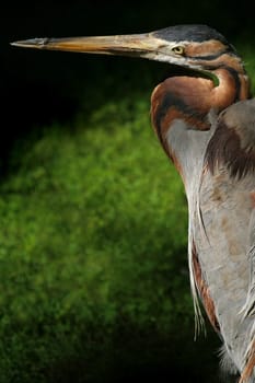 Purple Heron -I-