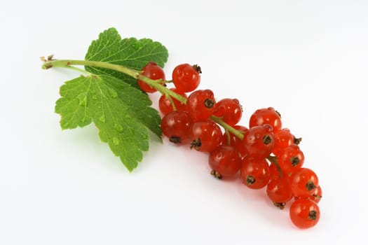 red currants
