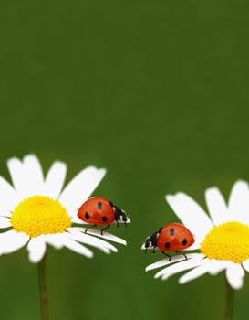 Pair of ladybugs