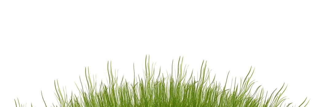 Grass