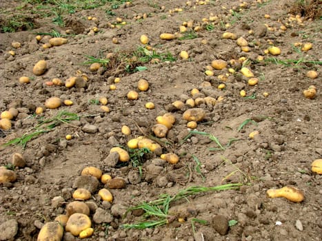 Potato harvest