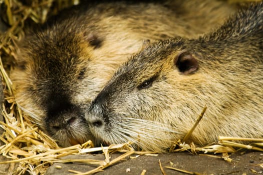 beaver