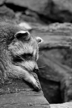 Raccoon