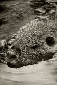 Beaver