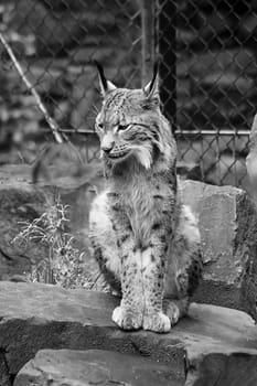 Lynx