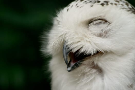 Snowy owl
