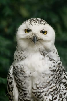 Snowy owl