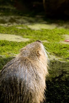 Beaver