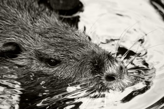 Beaver
