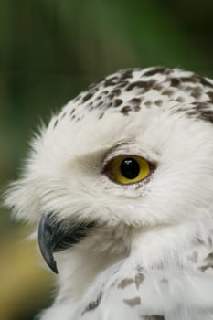 Snowy owl