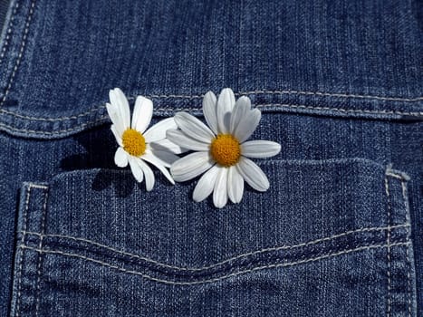 Flower in buttonhole