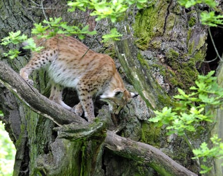 I was able to photograph this lynx in a tree in poor light.