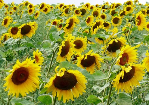 Sunflower Field