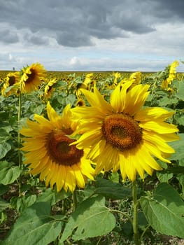 Sunflowers