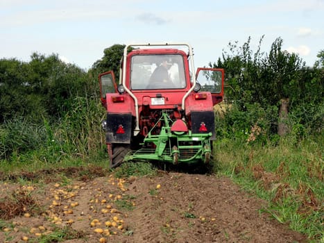 Potato harvest