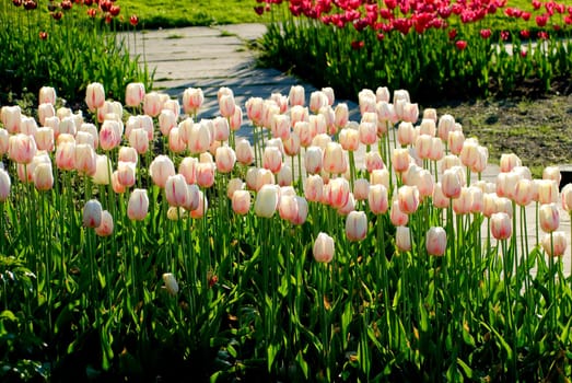 Tulip bed