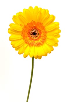 Gerbera