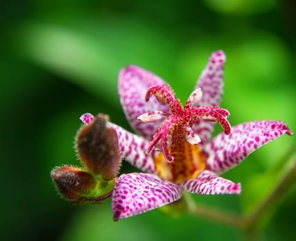 delicately small and beautiful