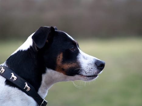Jack Russel Terrier