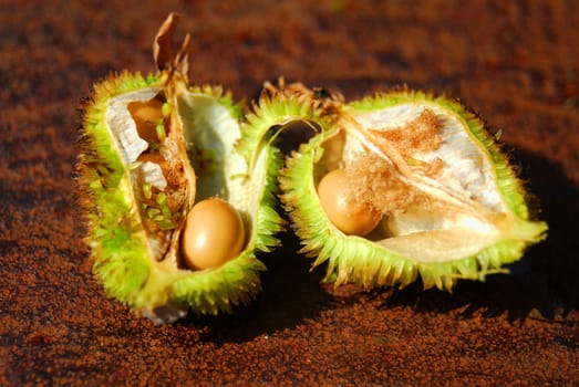Seed chamber of a canna
