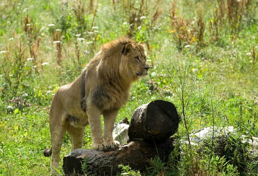 Young Lion