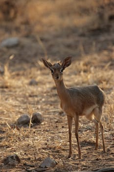 Damara Dikdik (Madoqua damarensis)