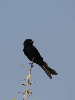 Mourning drongo (Dicrurus adsimilis)