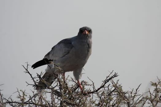 Grey-rumped Whooper Goshawk