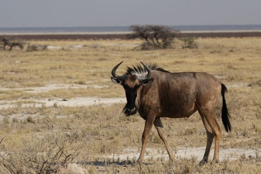Blue wildebeest (Connochaetes taurinus)