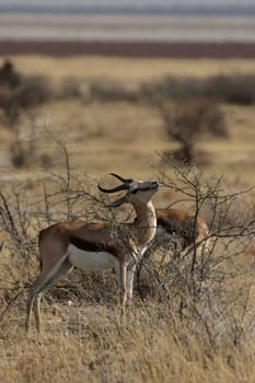 Springbok (Antidorcas marsupialis)