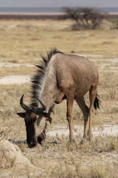Blue wildebeest (Connochaetes taurinus)